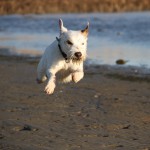 Min flygande parson Baxter Min flygande parson Baxter
