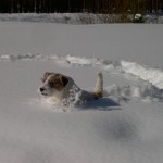 Min snöälskande parson Hjalle Min snöälskande parson Hjalle