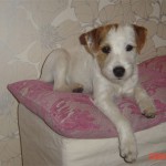 Min underbara parson Nova
