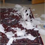 Min_busparson_Bessie