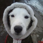 Min eskimå-parson Caspian