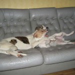 Min greyhoundtuggande parson Ohini