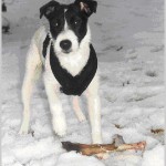 Min jaktparson Ziggy