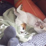 Min mysparson Micco