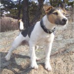Min nyblivna parson Doggy