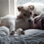 Min parsonduo Rasmus & Rocky
