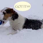 Min snötokiga parson Doggy