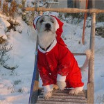 Min tomtenisseparson Nisse
