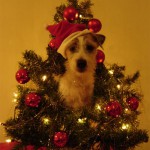 Min tomteparson Nisse II