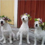 Mina midsommarparsons