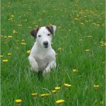 Min_sommarparson_Elvis