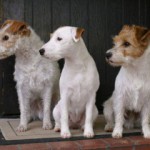Mina_vaktparsons_Popper_Russin_Jonte