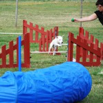 agility 2 _ ljusare