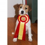 Sofiero 2010-09-11  BIR Tricksters Enchilada, CERT, CACIB  BIM Rustic Russells P. Beldevere